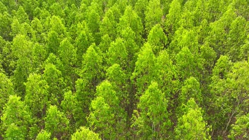 Aerial view of a dense eucalyptus forest.