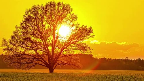 Timelapse of beautiful golden sunset over rapeseed field, hiding behind tree before setting. Cloud m