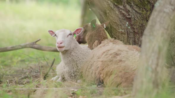 Ruminating sheep lying under a tree, Nature Stock Footage ft. sheep ...