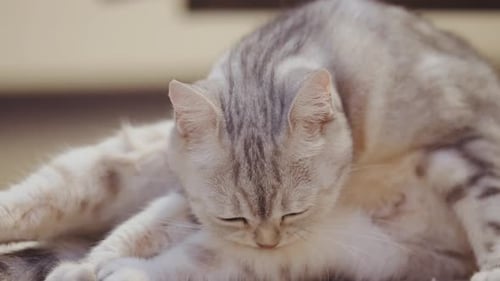 Tabby Cat Grooming Its Fur with Licking