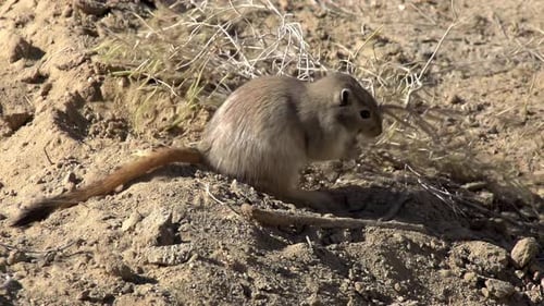 Gopher arrasta um galho