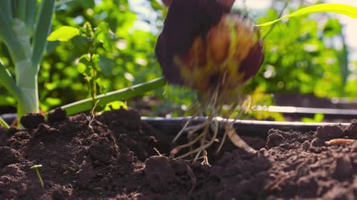 Hand Pulling Fresh Onion from Fertile Soil