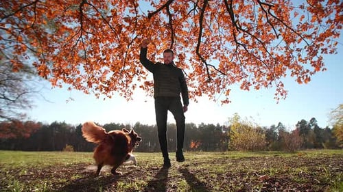 Happy Smart Domestic Pet Enjoying Outdoor Training in the Park