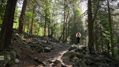 Tourist Woman Hiking in Green Forest During Summer Hiker Walking on Rocky Trail in Mountains