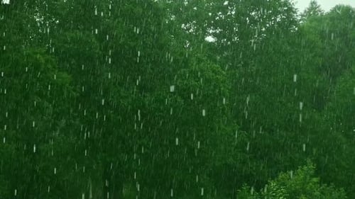 Heavy Rain Summer Rain on Green Tree Grass Background CloseUp Raining Day in Forest Rainy Weather