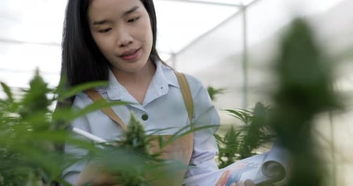 Young woman smile while touching on green leaves of cannabis
