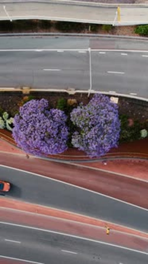 Aerial view of urban intersection with trees and flowers