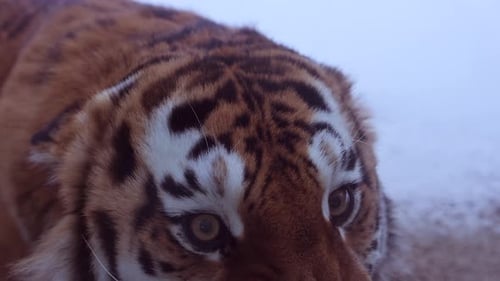 4K120 Fps Super Slow Motion Video of Big Male Siberian Tiger Panthera Tigris Altaica in Cold Winter