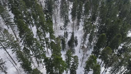 Snow-covered forest with tall evergreen trees seen from above during winter, aerial view