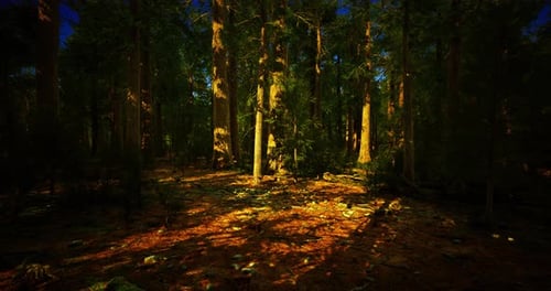 Sunlight Filtering Through Dense Trees in a Tranquil Forest Setting