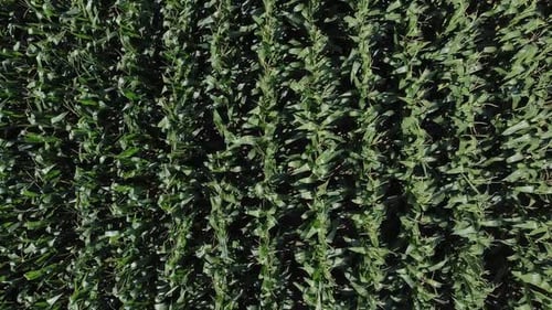 corn field from above, top down view moving shot