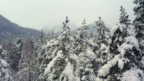 Beautiful snow scene forest in winter. Flying over of pine trees covered with snow.