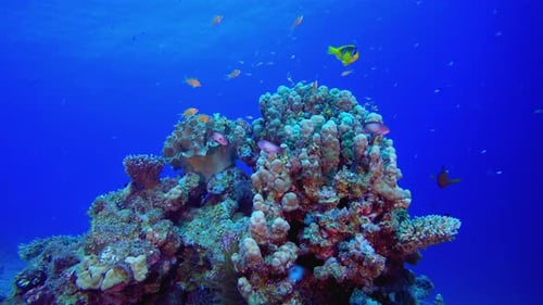 Arrecife submarino tropical