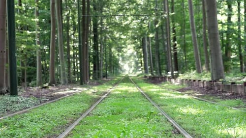 Empty Railway Tracks Among Green Grass Stretching Out Through Forest Trees. static