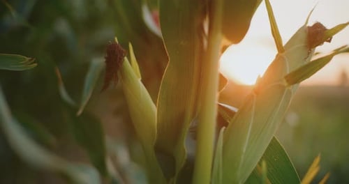 CloseUp of Ripe Corn Cobs at Golden Sunset in Agricultural Field