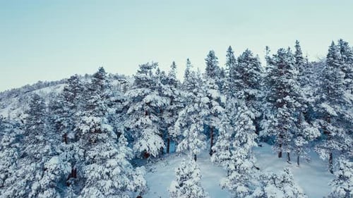 Snowy Winter Landscape with Evergreen Trees on Mountain