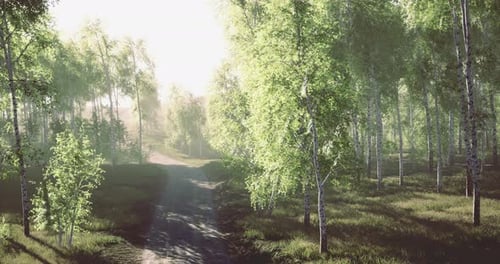 Light Filtering Through Lush Trees on a Serene Forest Path at Dawn