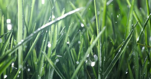 Green grass close-up raindrops slowly falling on the grass. Shot on super slow motion camera