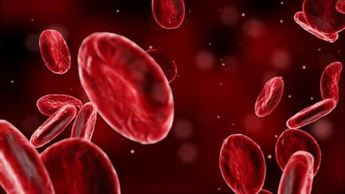 Microscopic Red Blood Cells Flowing Through Bloodstream Animation