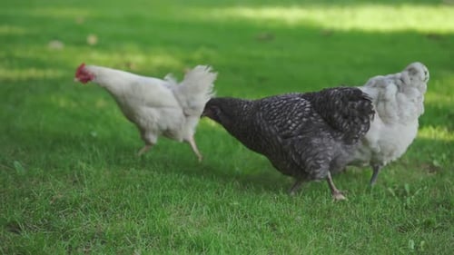 Chickens and roosters walking on farmland enjoying the warm sunny day in a green field.