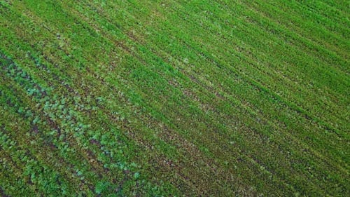 Aerial Green Field Valley View Drone Flying Above Lush Agricultural Farmland