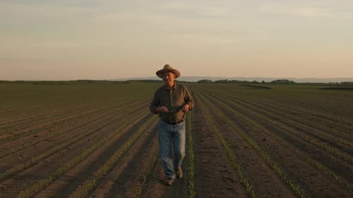 Senior farmer walking in corn field examining crop at sunset.