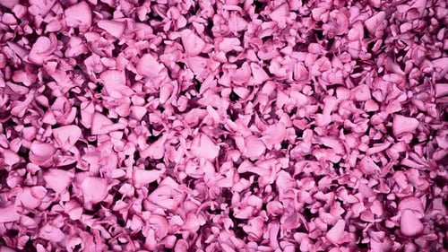 Romantic Pink Petals Falling Transition Overlay