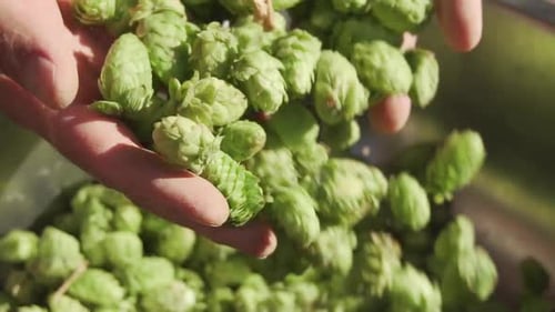 Fresh Green Hops Being Handled in Bright Light