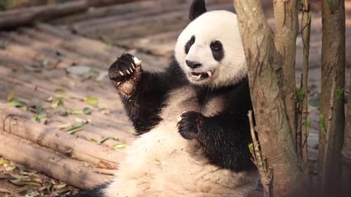 Playful panda resting against a tree in a serene bamboo forest during daytime