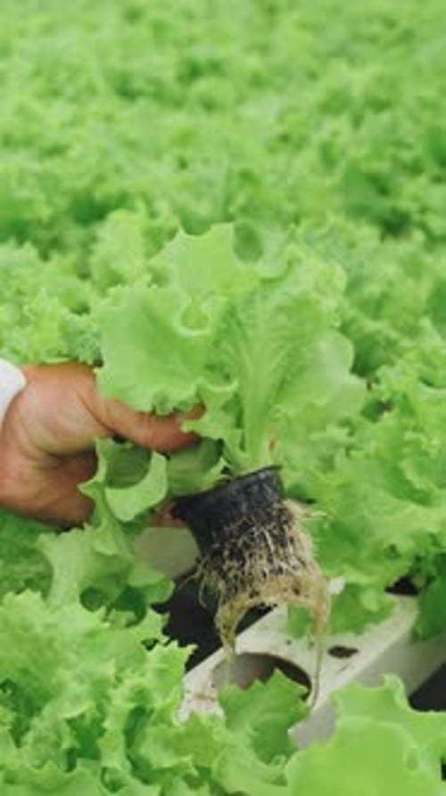 Closeup Hand of a Person in a White Lab Coat Gently Inspecting Fresh Green Lettuce in a Hydroponic