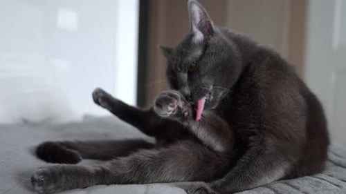 Gray Cat Licking Paw for Cleaning on Bed