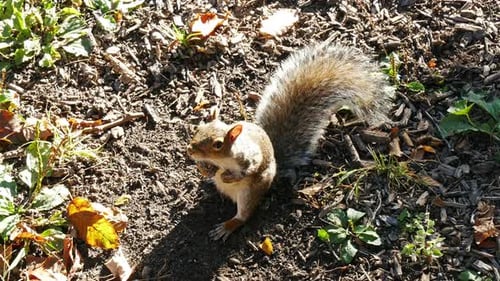 Squirrel In Summer Central Park, New York