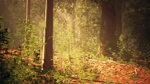 Towering Trees in Dense Forest