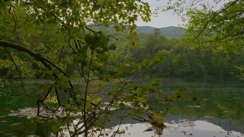 Forest and Lake - 4K