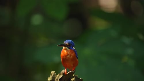 Blue-eared kingfisher, Alcedo meninting, small colourful bird in the nature forest habitat. Perching