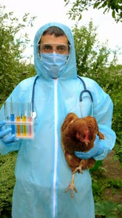 Person in Protective Suit Holds Chicken and Test Tubes
