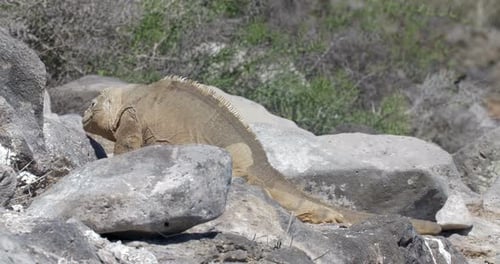 Land Iguana