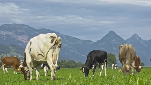 Cows in a Mountain Field Cow at Alps Brown Cow in Front of Mountain Landscape Cattle on a Mountain
