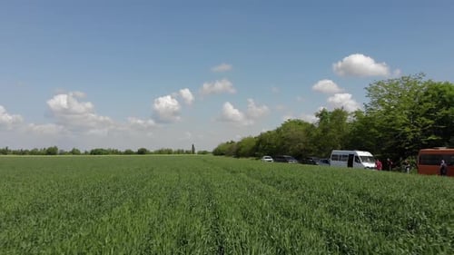 green barley and wheat fields aerial view