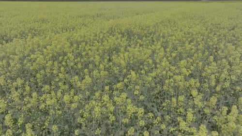 Blooming Rapeseed Field on a Sunny Day Flying Above Stunning Yellow Rape Fields in Spring Vegetable