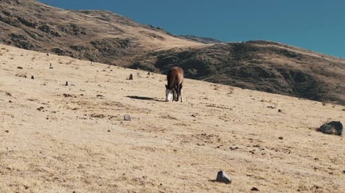 Stunning aerial drone shot closing-in on brown wild horse while feeding in grasslands in the dry And