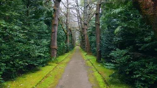 Green Forest Path Moving Slow Motion Touristic Road at Natural Woods Landscape