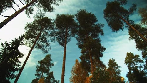 La vista de ángulo bajo mira las nubes del cielo azul a través de la copa de un árbol alto