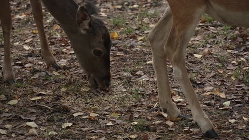 Deer Eating Grass on Forest Floor