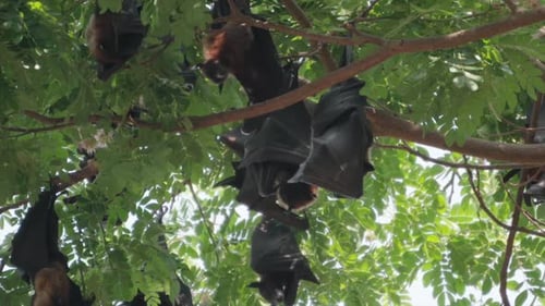 Fruit Bats Hanging From Trees closeup view in Kolhapur