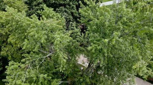 Beautiful trees as seen from the air on campus.