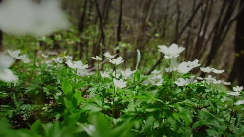 White Forest Flowers in Early Spring