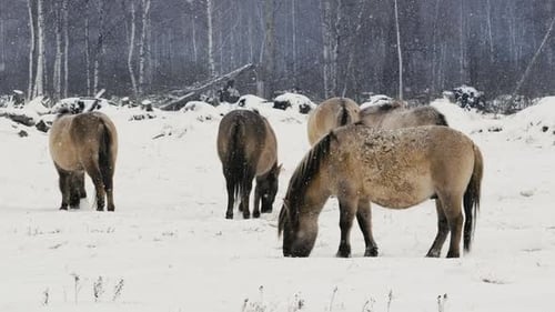 Wild Konik Horse Grazing and Playing in Snowy Belarus Field CloseUp