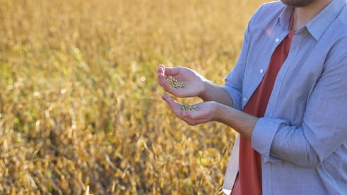 A Farmer in a Soybean Field Examines the Grains of a Mature Plant and Pours Them From Hand to Hand
