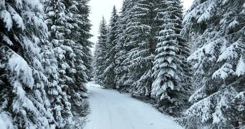 Aerial Drone View of the Road in Idyllic Winter Landscape Nature in a Dense Forest with Fresh Snow